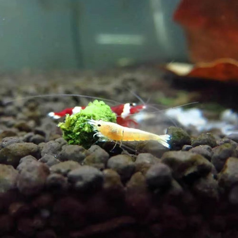 Alimento para Camarão Ornament - Seaweed Snack avaliação e preço